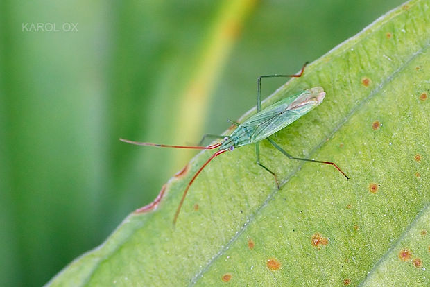 bzdôška Trigonotylus caelestialium