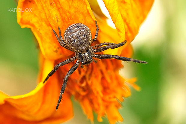 bežník hnedý  Xysticus acerbus