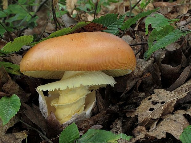 muchotrávka cisárska Amanita caesarea (Scop.) Pers.