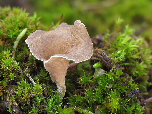 rebrovička lopatkovitá Arrhenia spathulata (Fr.) Redhead