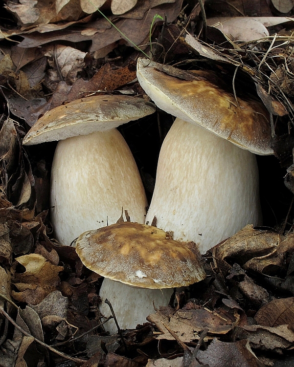 hríb bronzový Boletus aereus Bull. ex Fr.