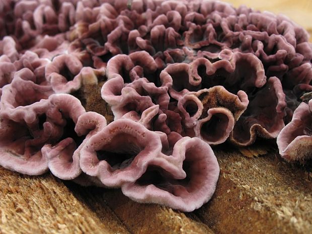 pevníkovec purpurový Chondrostereum purpureum (Pers.) Pouzar