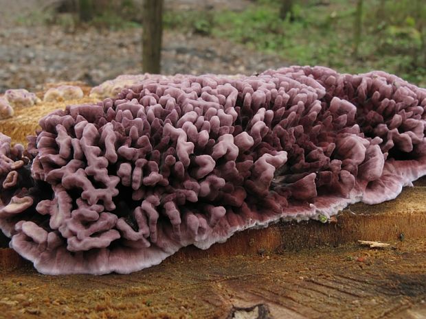 pevníkovec purpurový Chondrostereum purpureum (Pers.) Pouzar