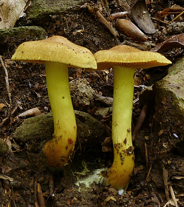 pavučinovec? Cortinarius sp.