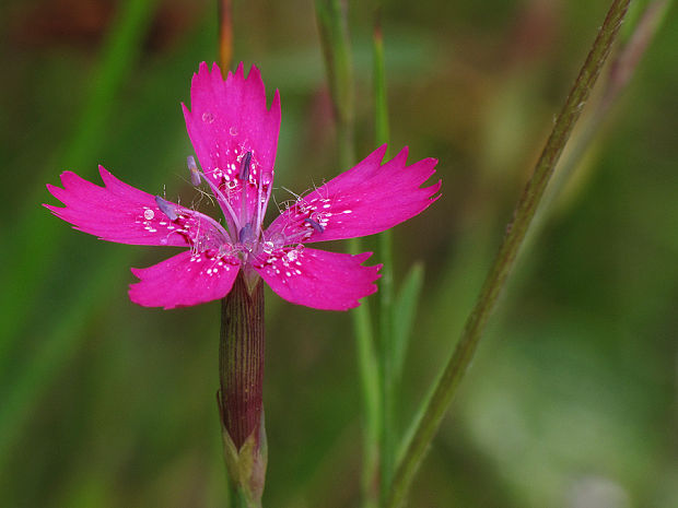 klinček slzičkový Dianthus deltoides L.