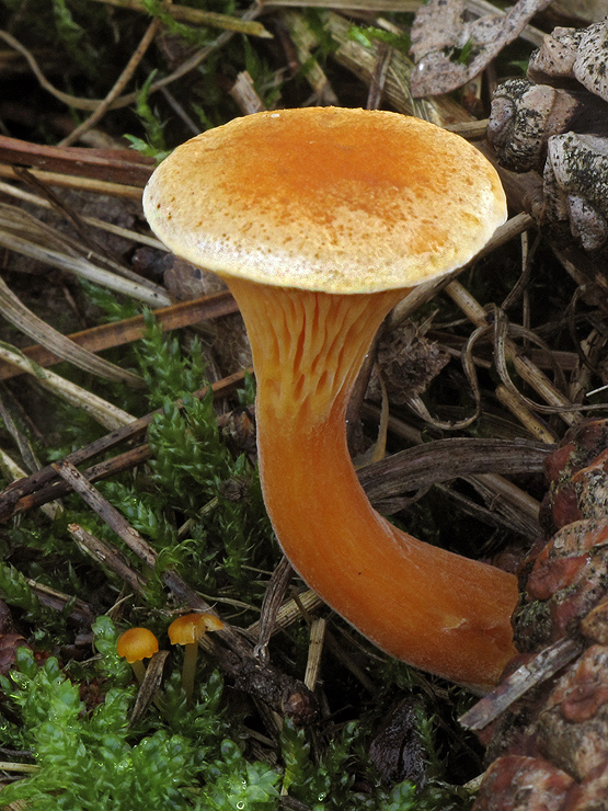 líška oranžová Hygrophoropsis aurantiaca (Wulfen) Maire