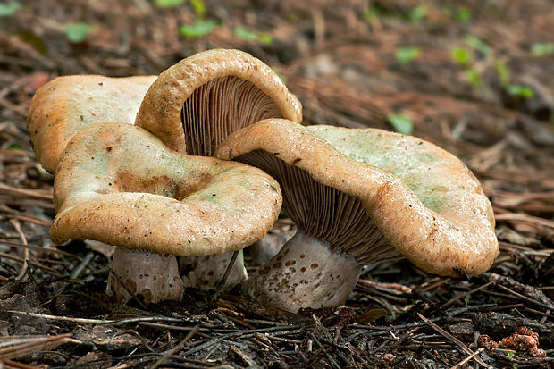 rýdzik krvavý Lactarius sanguifluus (Paulet) Fr.