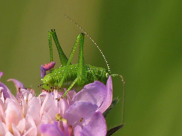 kobylka  Leptophyes punctatissima