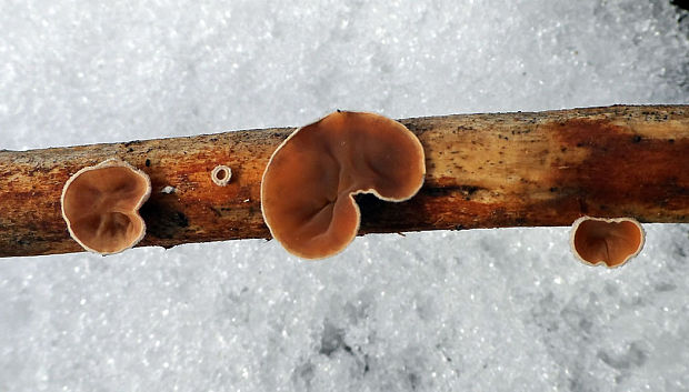 škľabka plstnatá Schizophyllum amplum (Lév.) Nakasone