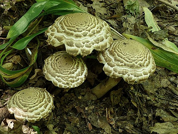 pečiarka trsovitá Agaricus bohusii Bon