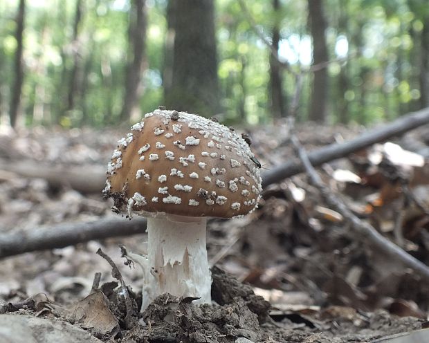 muchotrávka Amanita sp.