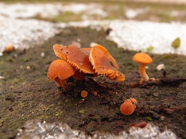 plamienka Flammulina sp.