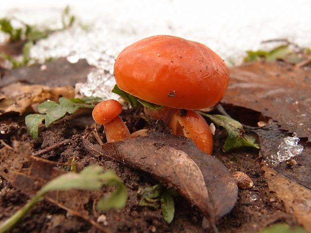 plamienka Flammulina sp.