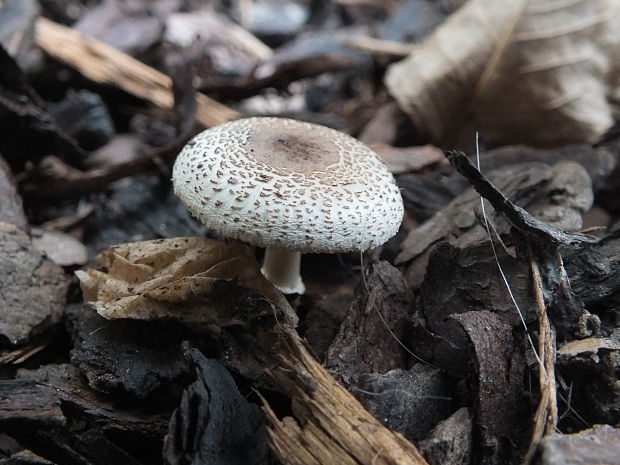 bedlička Lepiota sp.