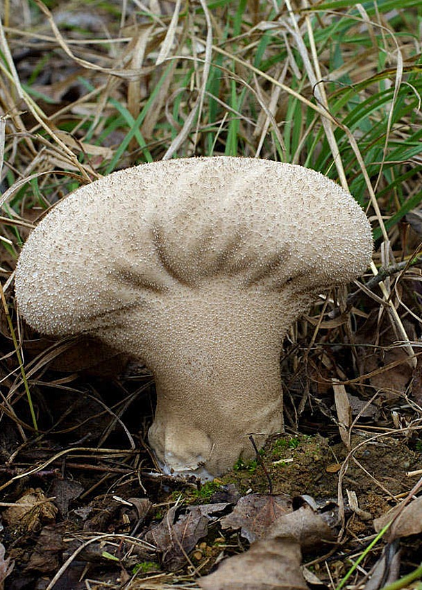 rozpadavec stopkatý Lycoperdon excipuliforme (Scop.) Pers.