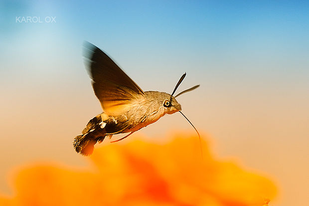 lišaj marinkový  Macroglossum stellatarum