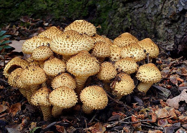 šupinovka šupinatá Pholiota squarrosa (Vahl) P. Kumm.