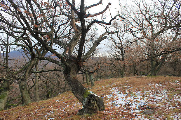 Biotop Koralovca Ježovitého