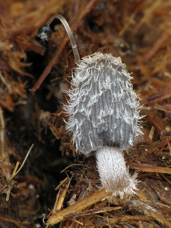 hnojník hviezdičkový Coprinopsis radiata  (Bolton) Redhead, Vilgalys & Moncalvo