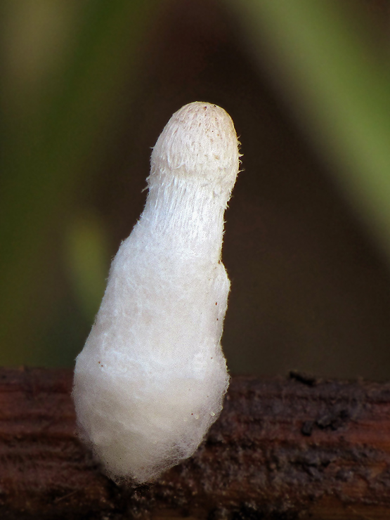 hnojník Coprinus sp.