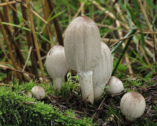 hnojník Coprinus sp.