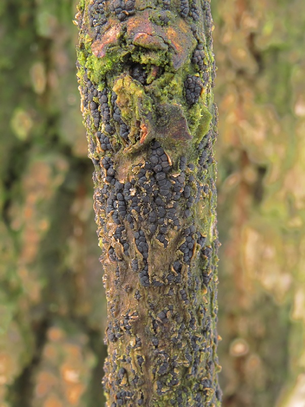 kukurbitária  Cucurbitaria elongata (Fr.) Grev.