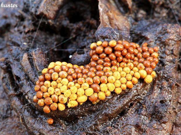 slizovka Perichaena corticalis (Batsch) Rostaf.