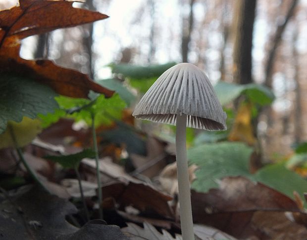 hnojník zriasený Coprinellus impatiens (Fr.) J.E. Lange