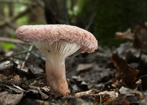 rýdzik kravský Lactarius torminosus (Schaeff.) Gray