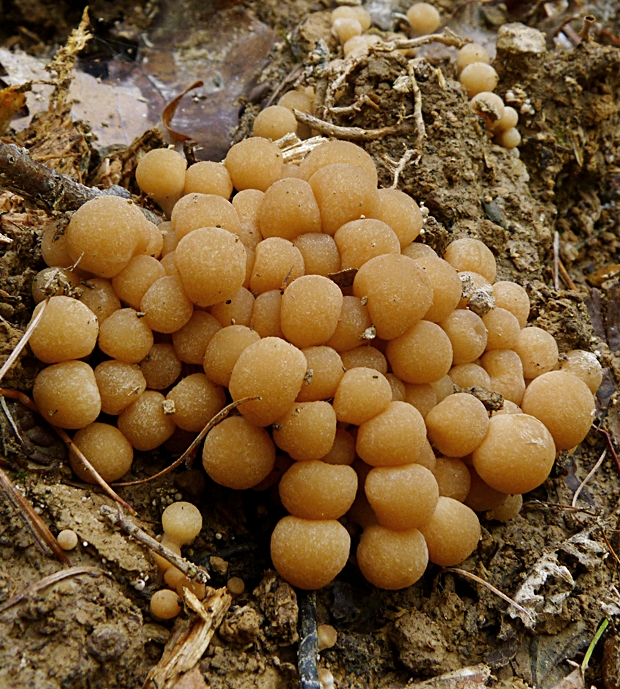 drobuľka Psathyrella sp.