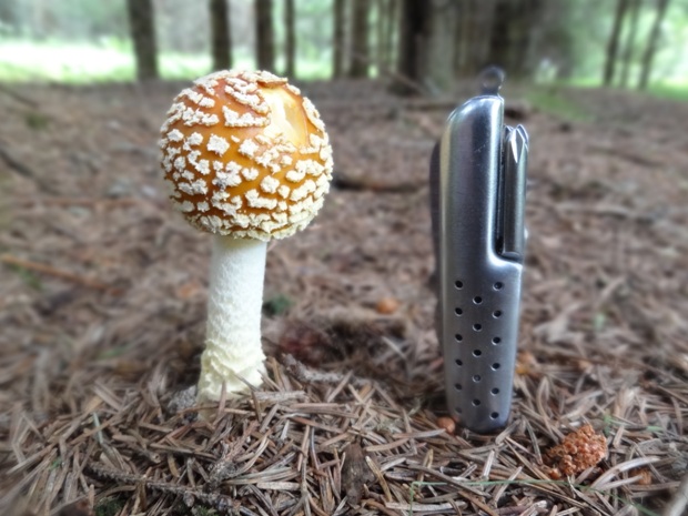 muchotrávka kráľovská Amanita regalis (Fr.) Michael