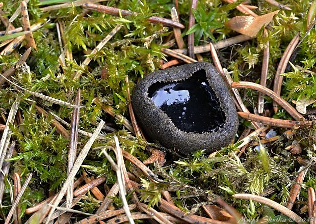 misôčka černastá Pseudoplectania nigrella (Pers.) Fuckel