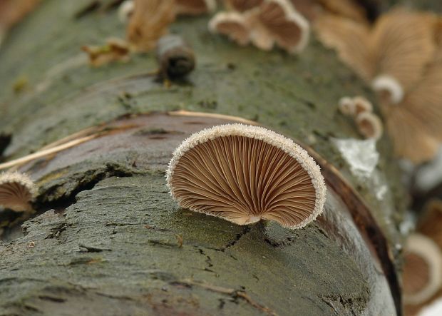 klanolupeňovka obyčajná Schizophyllum commune Fr.