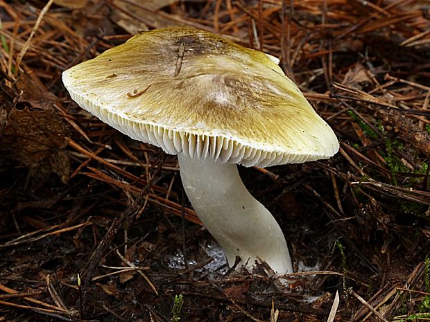 čírovka ihličinová Tricholoma arvernense Bon