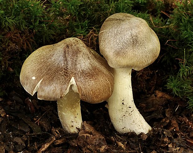 čírovka zelenohnedastá Tricholoma sejunctum (Sowerby) Quél.