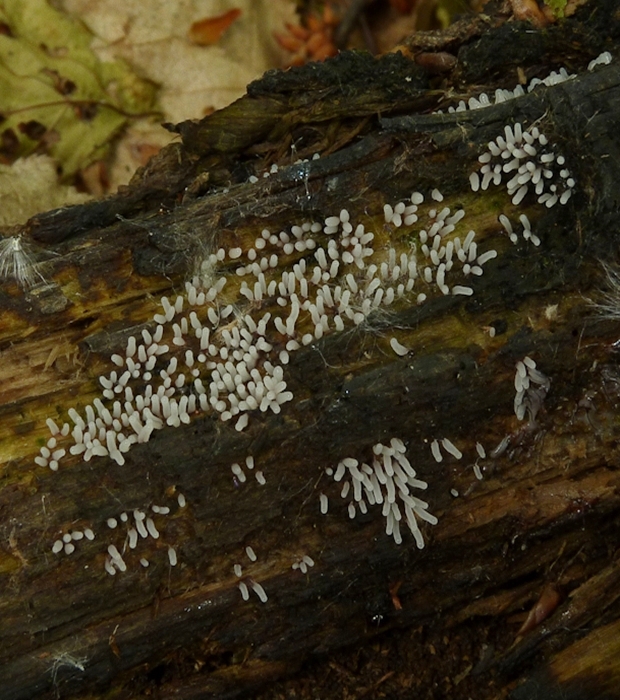 rohačka kríčkovitá Ceratiomyxa fruticulosa var. fruticulosa (O.F. Müll.) T. Macbr