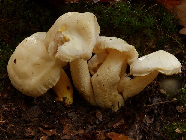 šťavnačka žltovločkatá Hygrophorus chrysodon (Batsch) Fr.