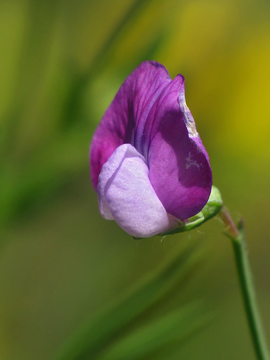 hrachor chlpatý Lathyrus hirsutus L.