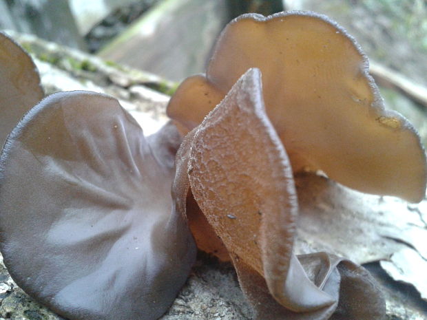 uchovec bazový Auricularia auricula-judae (Bull.) Quél.