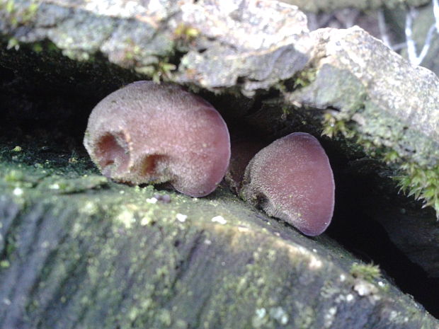 uchovec bazový Auricularia auricula-judae (Bull.) Quél.