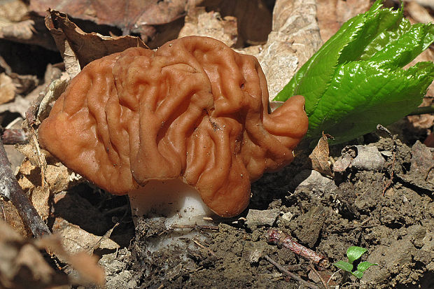 ušiak obrovský Gyromitra gigas (Krombh.) Cooke