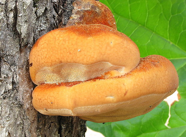 ryšavec srstnatý Inonotus hispidus (Bull.) P. Karst.