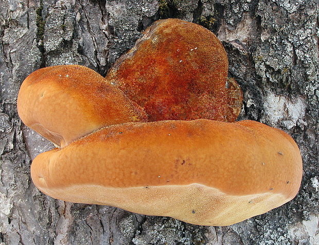 ryšavec srstnatý Inonotus hispidus (Bull.) P. Karst.