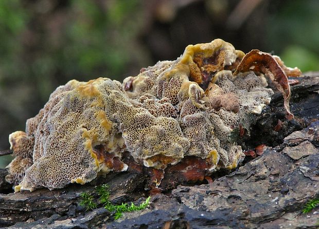 ryšavec lúčový Inonotus radiatus (Sowerby) P. Karst.