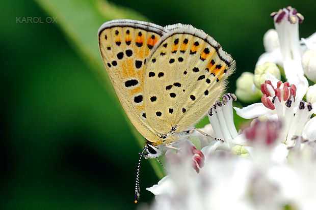 ohniváčik čiernoškvrnný Lycaena tityrus