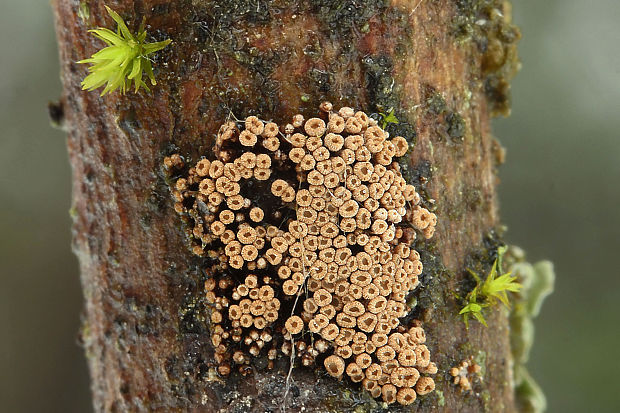 padrobnica zvláštna Merismodes anomala (Pers.) Singer