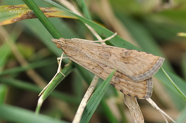 vijačka sťahovavá Nomophila noctuella