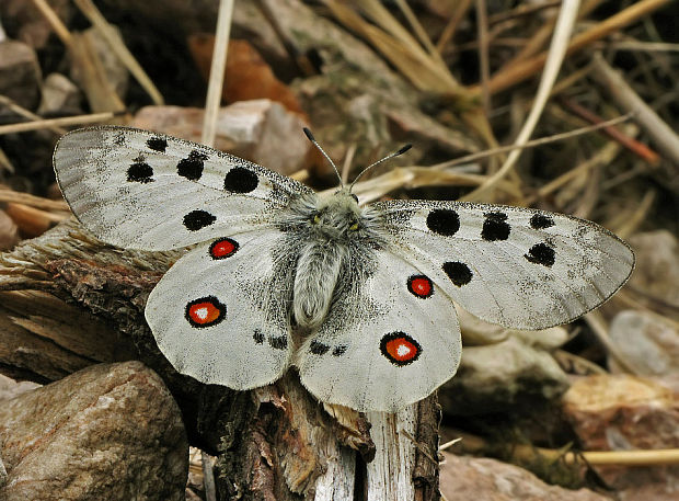 jasoň červenooký  Parnassius apollo