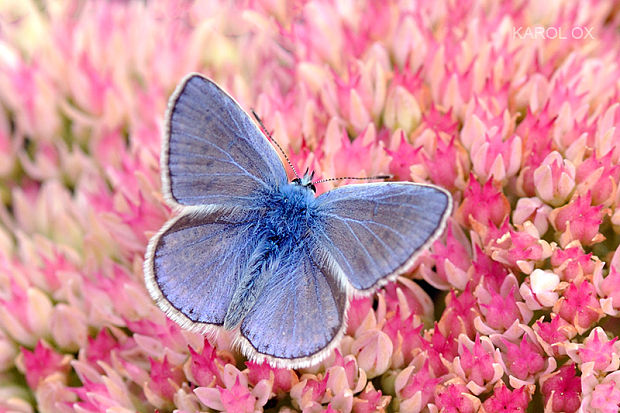 modráčik obyčajný Polyommatus icarus