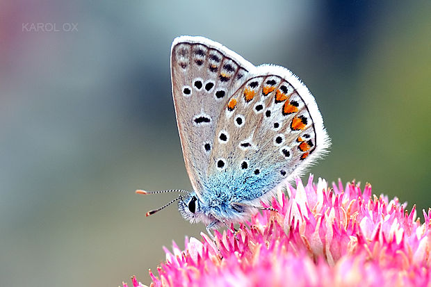 modráčik obyčajný Polyommatus icarus